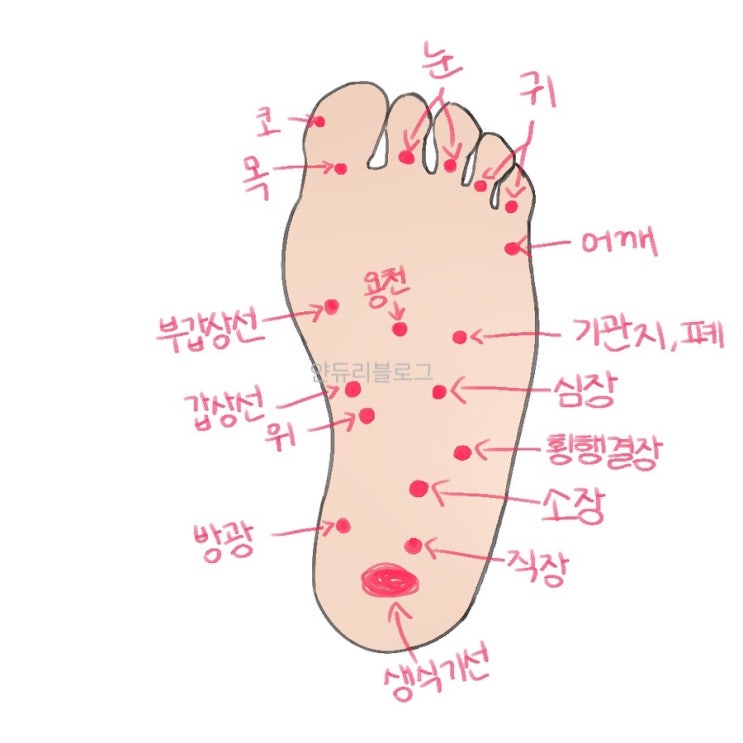 발바닥혈점 /발지압마사지 ! 시원하구만~(발마사지효능/위치) : 네이버 블로그