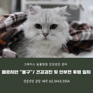 페르시안 "봉구" 고양이 건강검진 및 신부전 진단