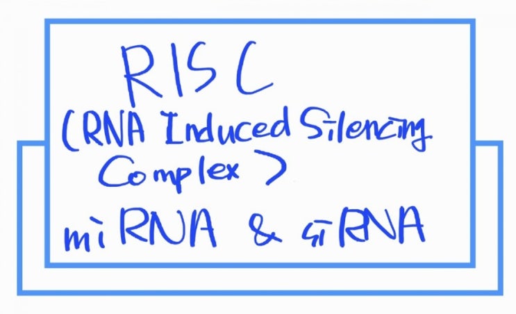 RNA를 이용한 진핵세포 전사조절 miRNA, siRNA, RISC : 네이버 블로그
