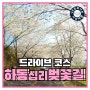 벚꽃데이트코스/하동십리벚꽃길로 드라이브 떠나볼까요? (feat.360랜선여행)