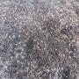 개구리 먹이인 귀뚜라미 대량 부화 월학 개구리농장.