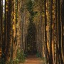 안돌오름 | 편백나무 향기 가득한 제주 안돌오름 비밀의숲, 제주 동쪽 여행코스 추천