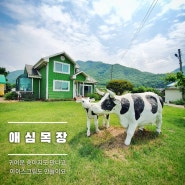 연천가볼만한곳 :: 애심목장에서 농장체험 하기(귀여운 송아지 ♥)