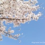 [경산/산책] 남매지 벚꽃구경 : 2021년 봄