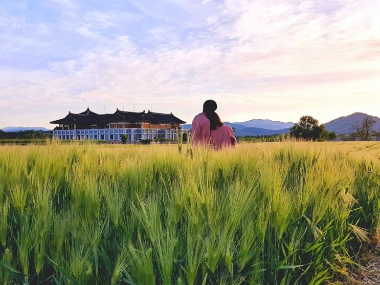 경주 청보리밭, 황룡사지, 분황사 근처에 바로 있어요~