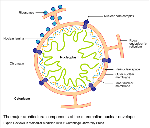 Development 성장 #13 - Nuclear lamina : 네이버 블로그