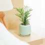 수경재배식물 공기정화식물 테이블야자 키우기