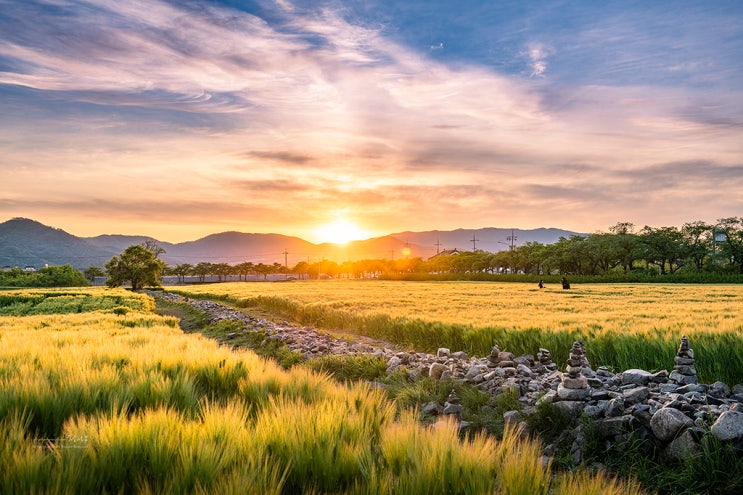 경주 여행 황룡사지 청보리밭 경주 가볼 만한 곳