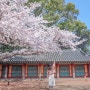 봄을 찾아 떠난 제주벚꽃명소 3 * 삼성혈/감사공묘역/예래생태공원