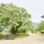 [대구/산책] 달성군 옥포읍 이팝나무 군락지 : 2021년 봄