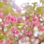 [경기 가평] 자라섬에서 만난 겹벚꽃