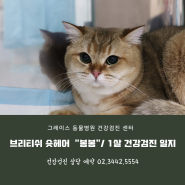 브리티쉬 숏헤어 고양이 1살 "봉봉" 그레이스 동물병원 검진일지