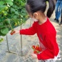 + 아이들과봄체험하기 율봄식물원 딸기체험