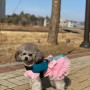 <실버푸들/일상> 귀여운 댕댕이 산책 시간♥