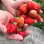 딸기 수확