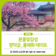 분홍빛감성_창덕궁 홍매화데이트(뒤늦은후기)