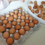 계란껍질 활용한 오감놀이 31개월 아이랑 놀아주기