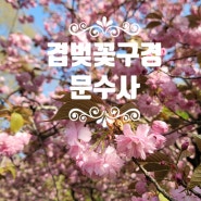 겹벚꽃 맛집 ) 서산 문수사