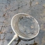 월학 개구리농장의 올챙이 모습.