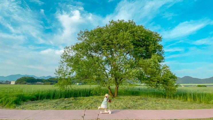 함안 강나루생태공원 청보리밭 그리고 등나무꽃 2021년 4월30일