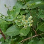 [오늘일기 3일차] 블루베리초록 열매 5월의 마당모습