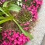 5월 도심의 꽃!! 구청 정원의 꽃 사진입니다.
