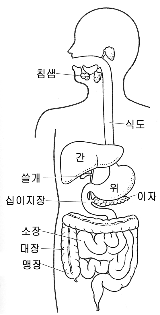 소화 기관과 소화 작용 : 네이버 블로그