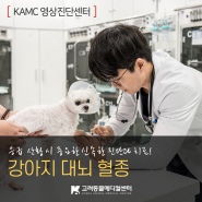 청주 고려 동물병원[영상진단센터] - 강아지 경련 발작 치료(대뇌혈종진단)