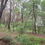 경주 산림수목연구원 통일전 사이 언택트 걷기 좋은 숲길