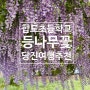 [당진 합도초등학교] _ 보라색 등나무꽃 / 국내 당일치기 여행 추천