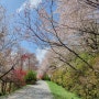 진해드림로드 벚꽃길 산책