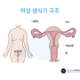 성병예방 / 자궁경부암과 예방 백신 서바릭스, 가다실 알아보기