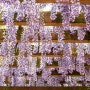 등나무꽃 피는 계절