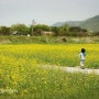 [4년 전 오늘] 유채꽃 밭~ 꽃길만 걷자! w.차탄교