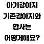 강아지 합사는 어떻게 해야 하나요?