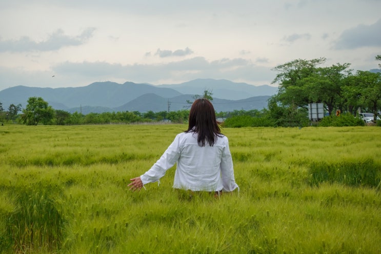 경주 가볼만한곳 황룡사지 분황사 청보리밭