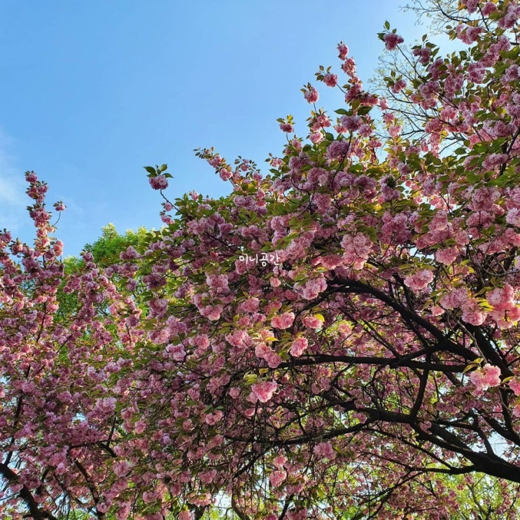 대구화원유원지 겹벚꽃 튤립구경 숲놀이터