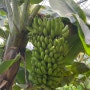 원주 이색 카페, 바나나 나무가 있는 열대 농장 카페 '원프리카' (실망 후기)