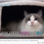 [예능] 나혼자산다 20210423 방송 - 강다니엘 고양이