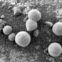 화성에 버섯이 존재할까? 과학자들은 "생명의 증거를 보여준다고" 주장했다