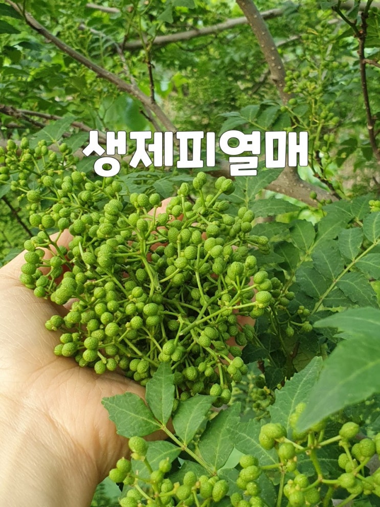 제피열매효능 초피 (생)제피열매로 장아찌 담그는 시기가 다가오네용 : 네이버 블로그