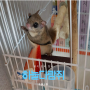 하늘다람쥐 꽁지 토리 합사 과정(2)