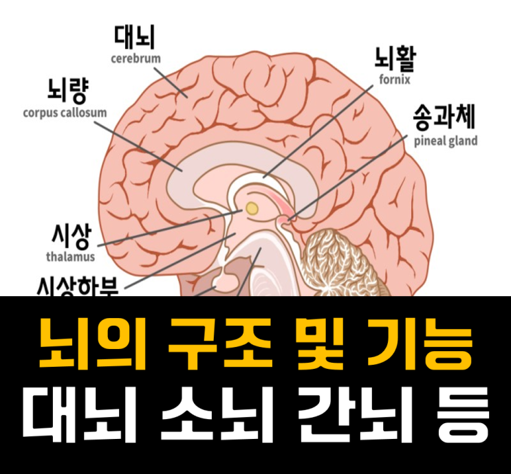 뇌의 구조 및 기능 / 대뇌 / 뇌하수체 / 중간뇌 / 교뇌 / 연수 / 소뇌 / 간뇌 / 척수[군자pt/헬스] : 네이버 블로그