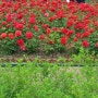화명 장미공원, 부산꽃놀이 부산 5월가볼만한곳