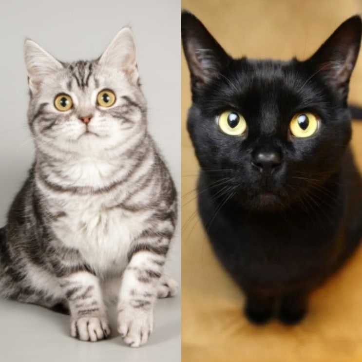 고양이 수명, 오래 사는 고양이품종 TOP5  (봄베이, 러시안블루, 샴고양이 등) : 네이버 블로그