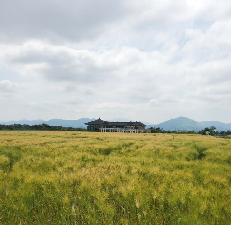 경주 청보리밭 황룡사지