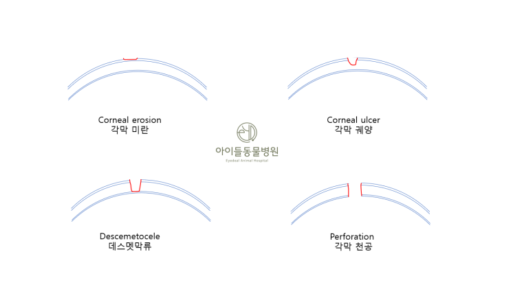 전주 안과동물병원_강아지 각막궤양(corneal ulcer) : 네이버 블로그