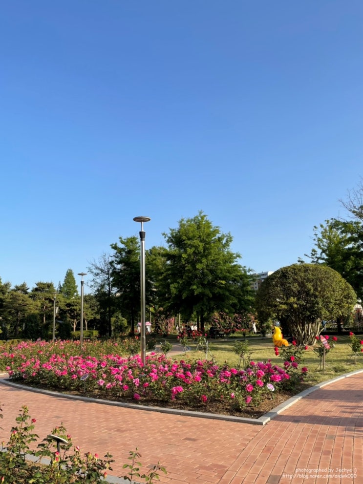창원 장미공원의 봄 (장미공원 방문 꿀팁)
