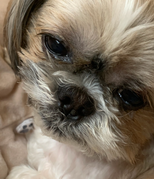 강아지 각막궤양 증상과 원인 진단 치료는? : 네이버 블로그
