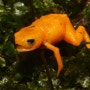 작지만 독도 있네…오렌지빛 신종 두꺼비 브라질서 발견